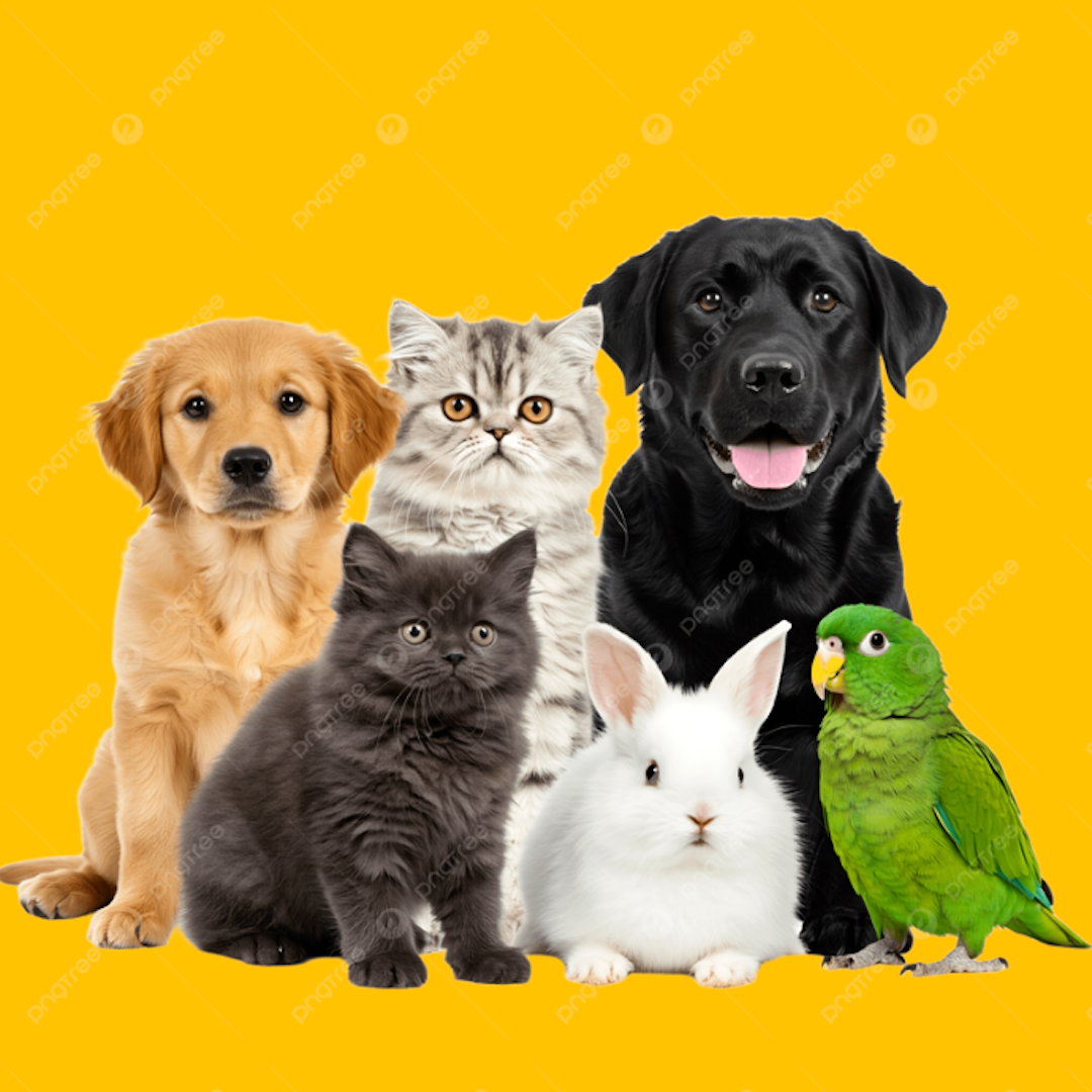 Pets Supplies & Accessories